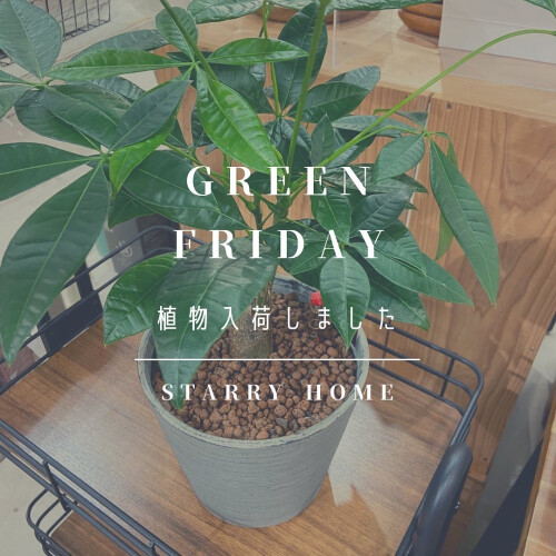＼Green Friday！今週入荷のオススメ植物／